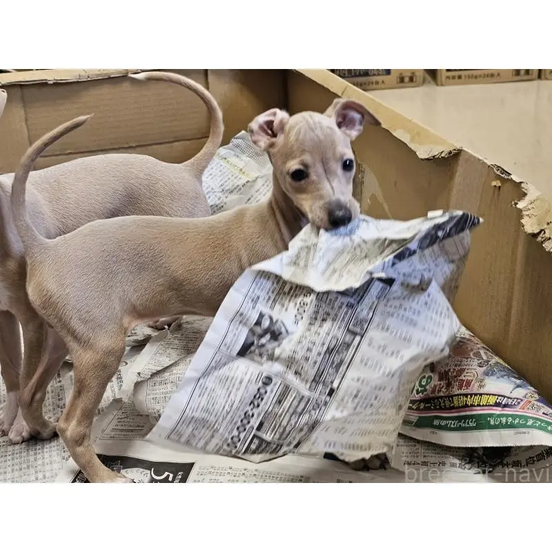 成約済の愛知県のイタリアングレーハウンド(イタグレ)-449205の3枚目