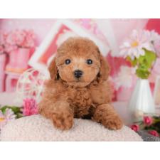 ♀︎タイニープードル