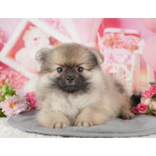 ♀︎ポメラニアン