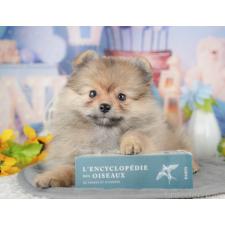 ♀︎ポメラニアン