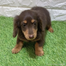 ♀︎ミニチュアダックスフンド(ロングヘアード)