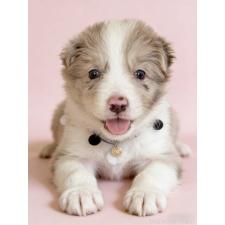 ♀︎ボーダーコリー