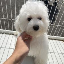 ♀︎ビションフリーゼ