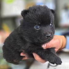 ♀︎スキッパーキ