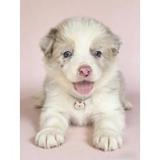 ♀︎ボーダーコリー