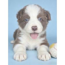 ♀︎ボーダーコリー