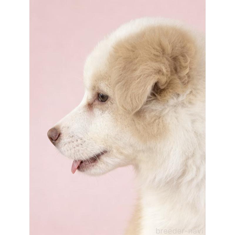 販売中の茨城県のボーダーコリー-445831の5枚目