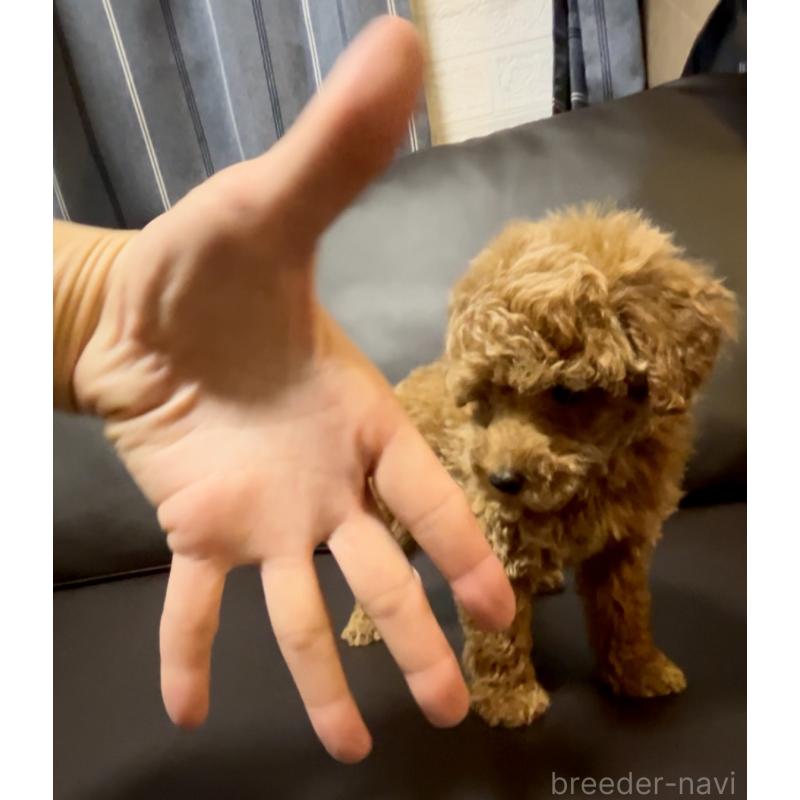 販売中の奈良県のタイニープードル-446944の12枚目