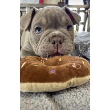 ♀︎エキゾチックブリー