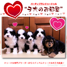 安原満ブリーダー