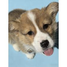 ♀︎ウェルシュコーギーペンブローク