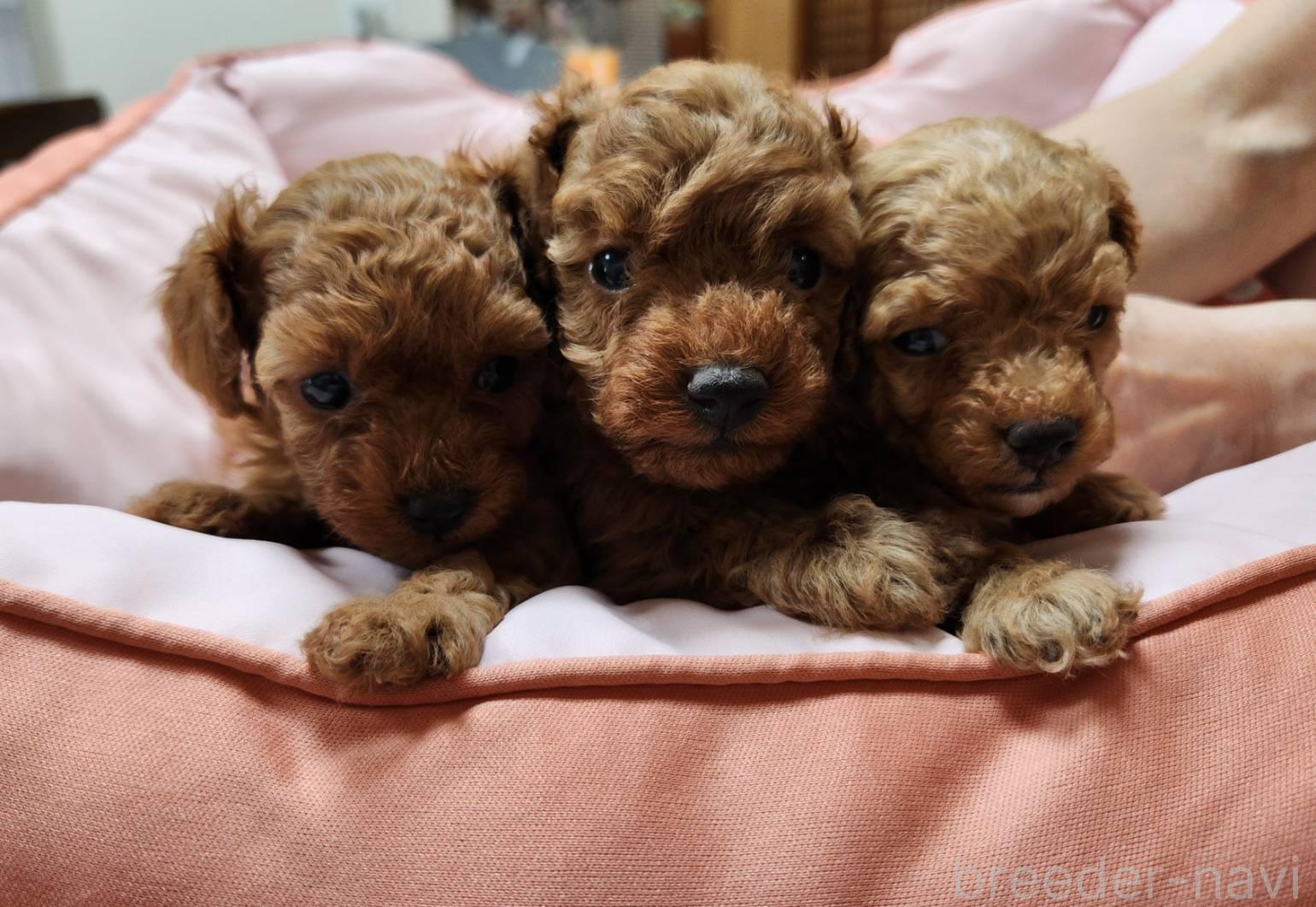 仲西ブリーダー