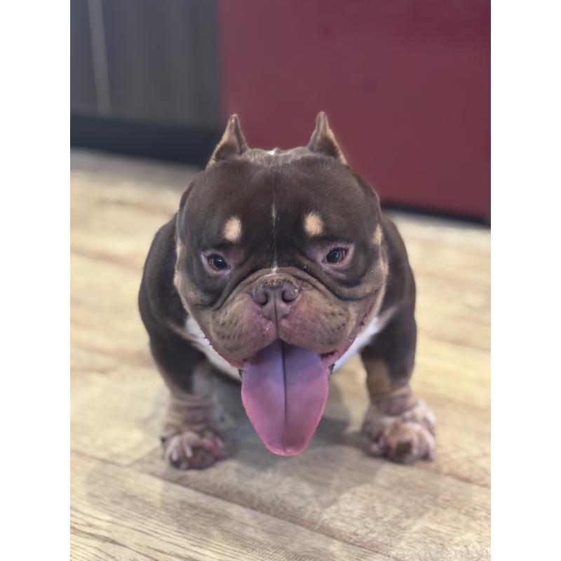 犬舎紹介の大阪府の犬舎紹介-3965の3枚目