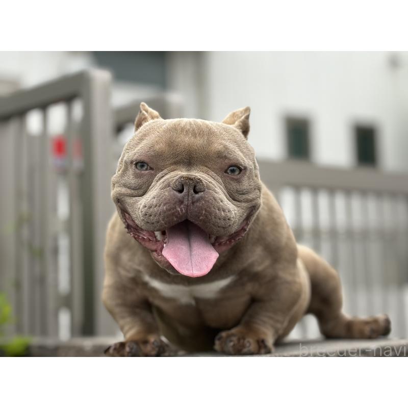 犬舎紹介の大阪府の犬舎紹介-3965の2枚目