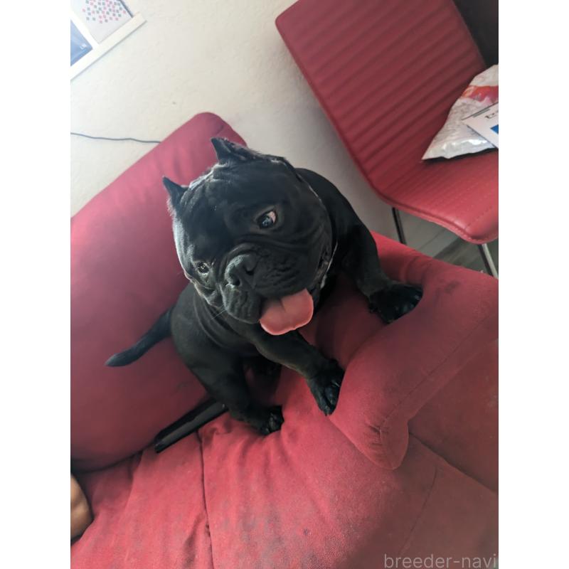 犬舎紹介の大阪府の犬舎紹介-3965の4枚目