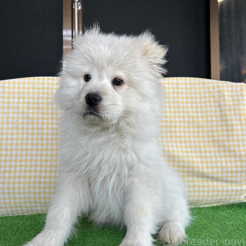 販売中の栃木県のサモエド-446284の6枚目