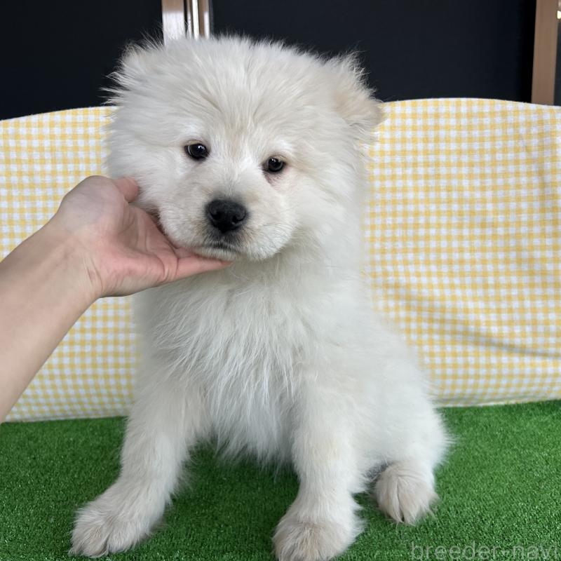 販売中の栃木県のサモエド-446284の5枚目