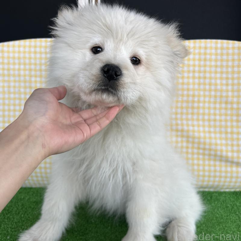 販売中の栃木県のサモエド-446284の4枚目