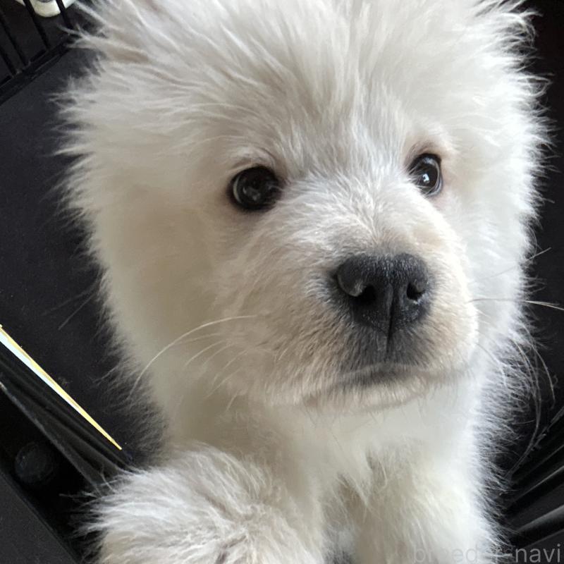 販売中の栃木県のサモエド-446284の3枚目