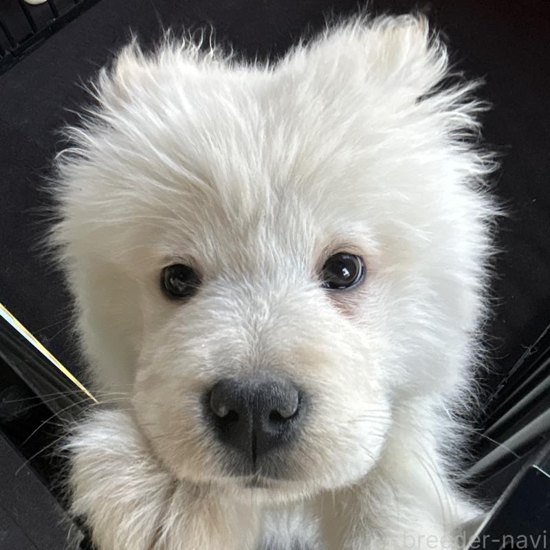 販売中の栃木県のサモエド-446284の2枚目