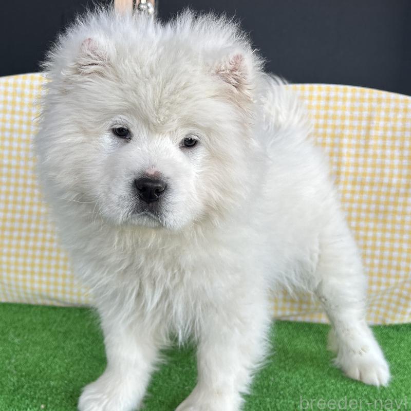 販売中の栃木県のサモエド-446192の6枚目