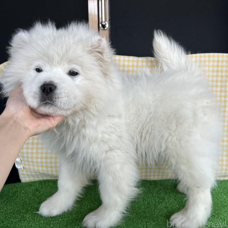 販売中の栃木県のサモエド-446192の5枚目