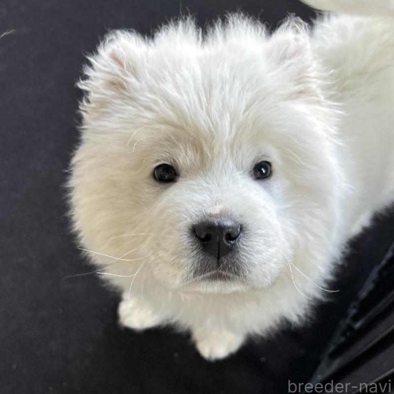 販売中の栃木県のサモエド-446192の4枚目