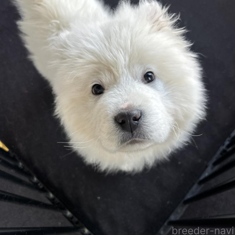 販売中の栃木県のサモエド-446192の3枚目