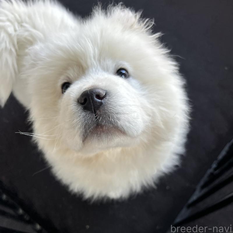 販売中の栃木県のサモエド-446192の2枚目