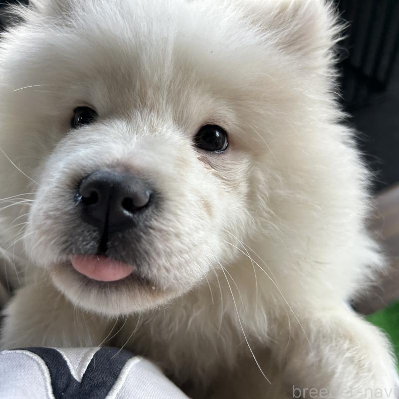 販売中の栃木県のサモエド-446221の10枚目