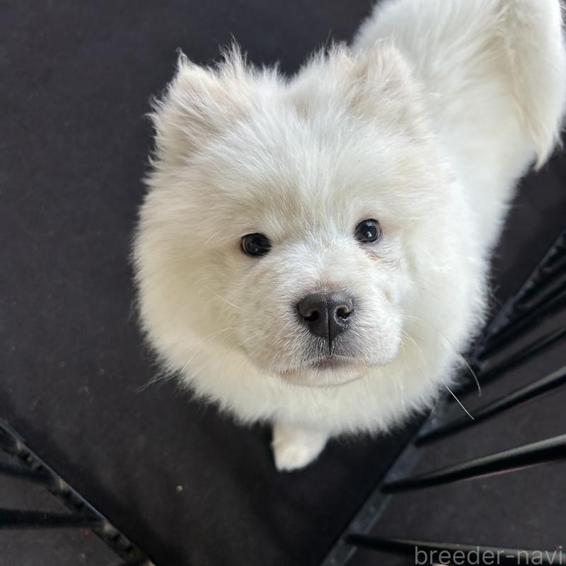 販売中の栃木県のサモエド-446221の9枚目