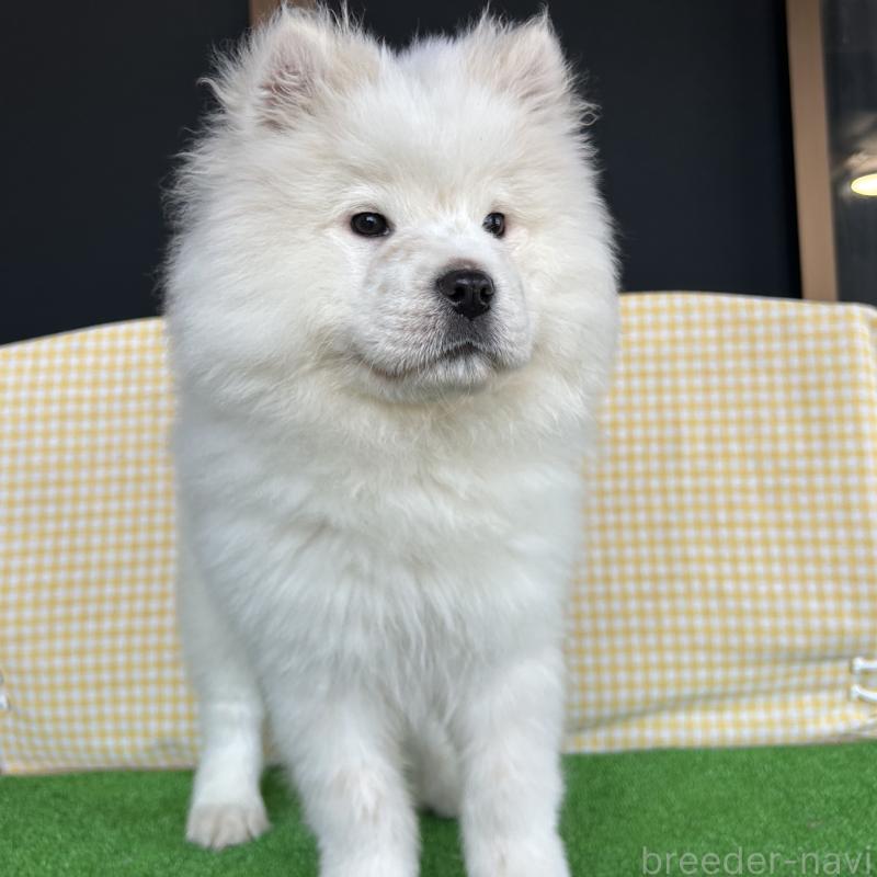 販売中の栃木県のサモエド-446221の8枚目