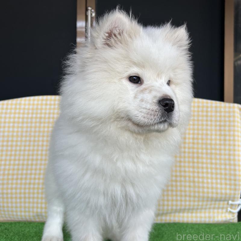 販売中の栃木県のサモエド-446221の7枚目