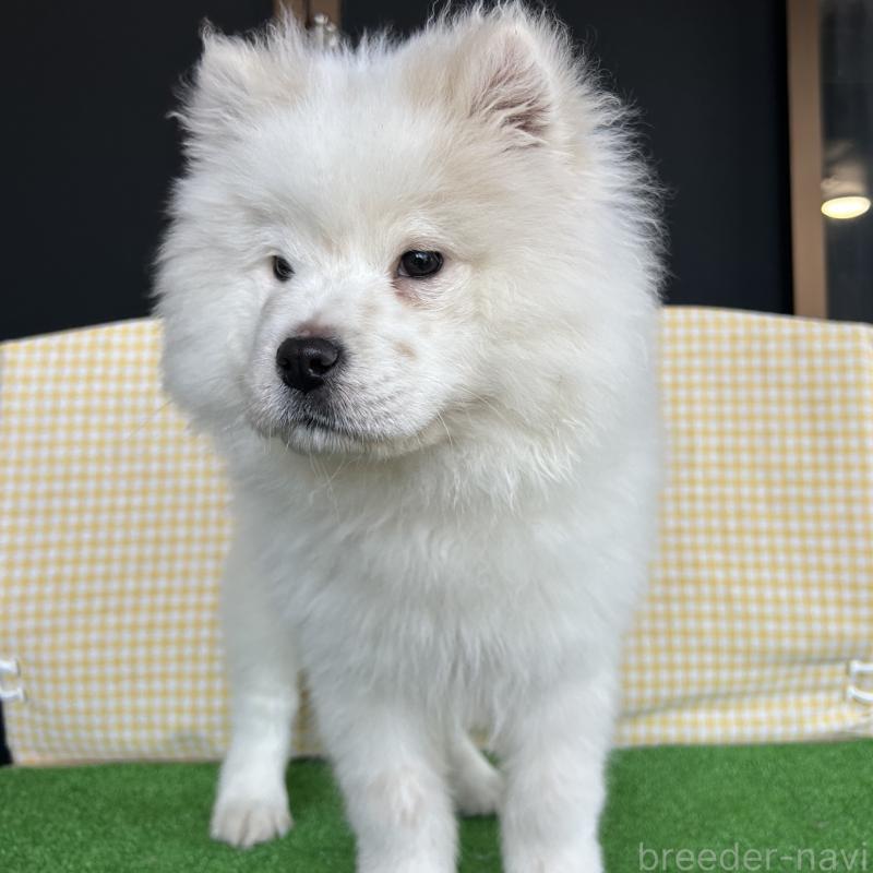 販売中の栃木県のサモエド-446221の6枚目