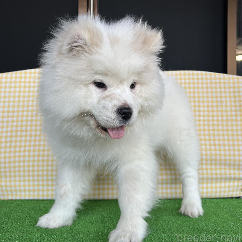 販売中の栃木県のサモエド-446221の5枚目