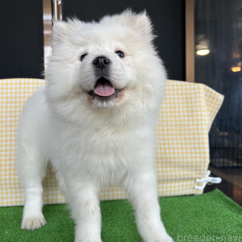 販売中の栃木県のサモエド-446221の4枚目