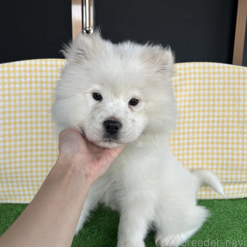 販売中の栃木県のサモエド-446221の3枚目