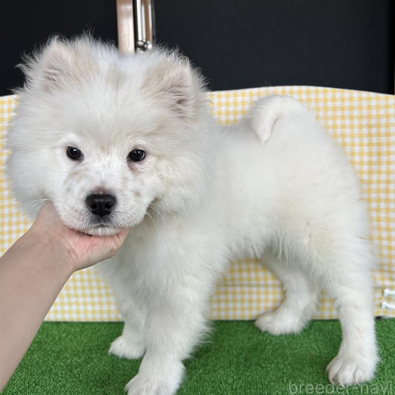 販売中の栃木県のサモエド-446221の2枚目