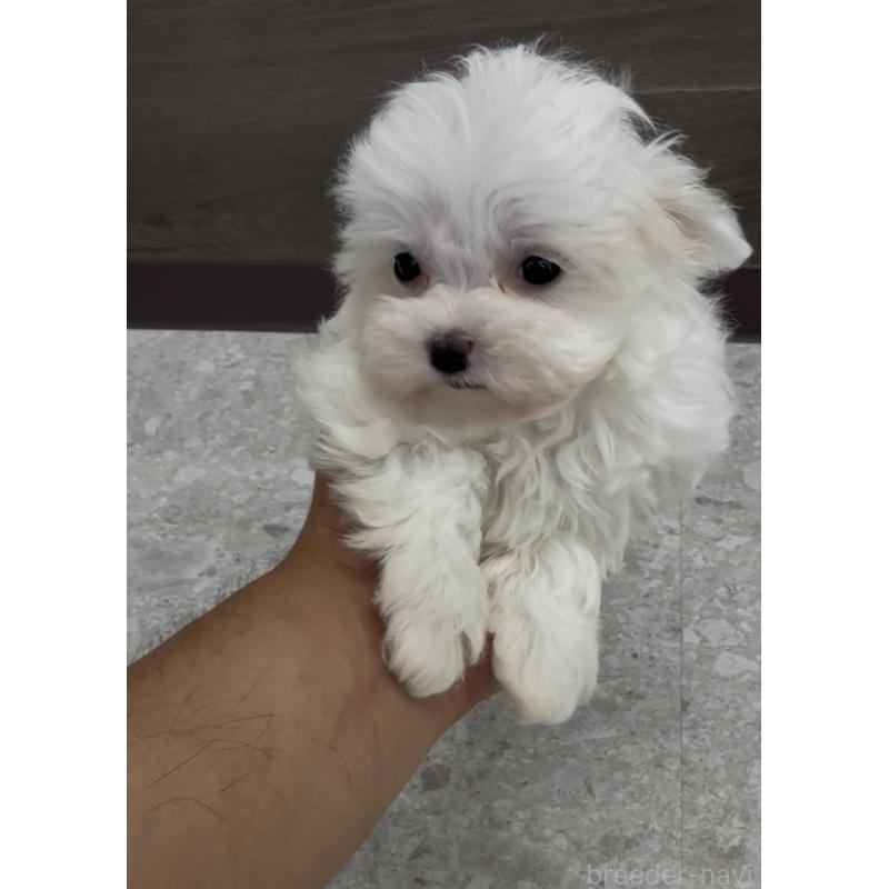 販売中の福岡県のマルプー:マルチーズ×トイプードル-443755の4枚目