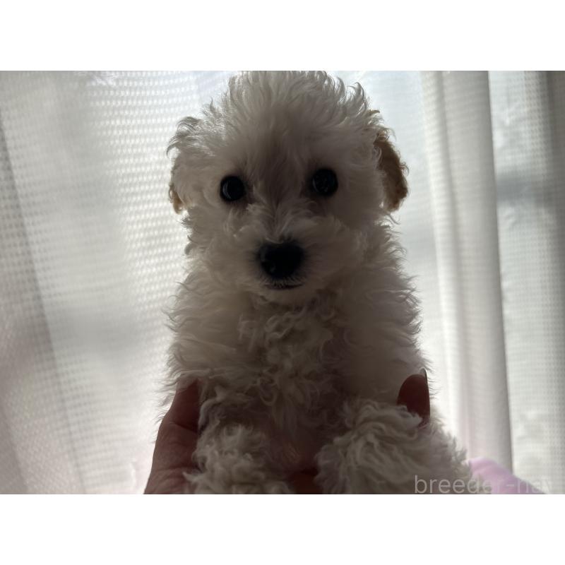 成約済の広島県のタイニープードル-441188の2枚目