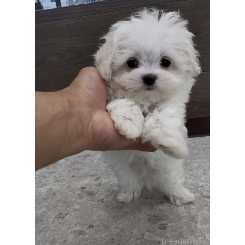 販売中の福岡県のマルプー:マルチーズ×トイプードル-443710の4枚目