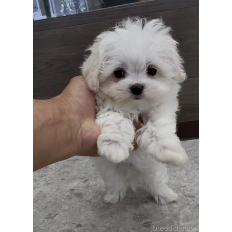 販売中の福岡県のマルプー:マルチーズ×トイプードル-443710の3枚目