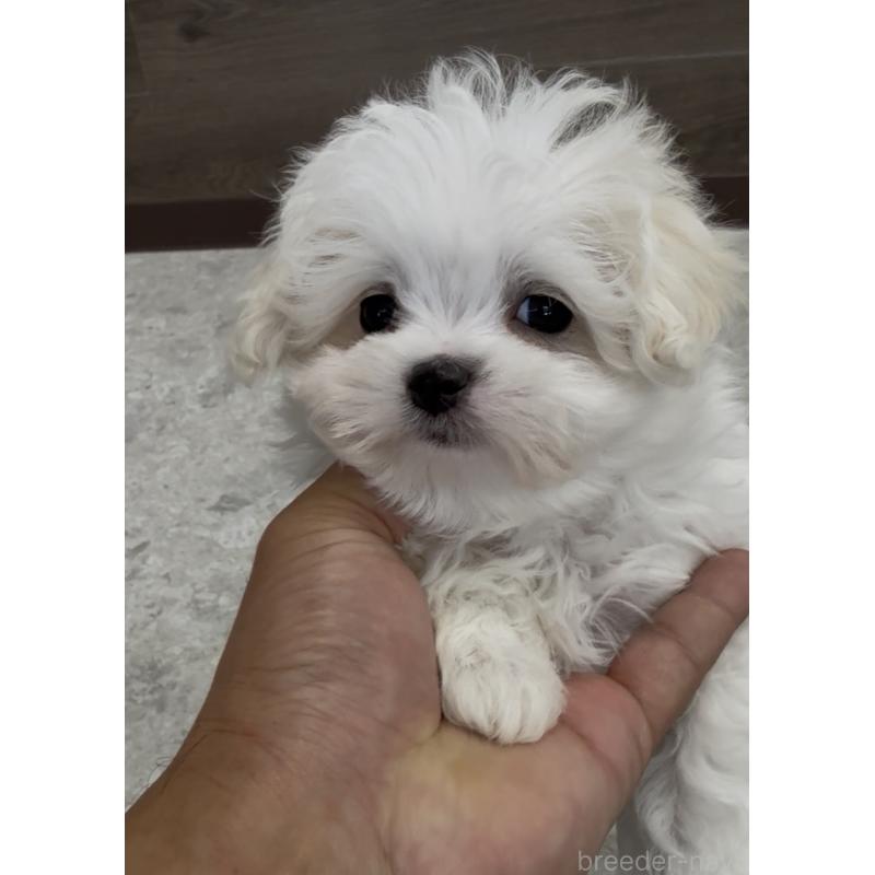 販売中の福岡県のマルプー:マルチーズ×トイプードル-443710の2枚目