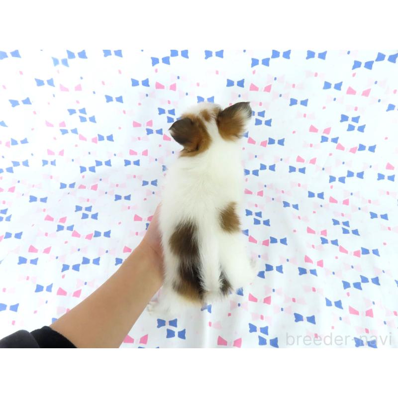 販売中の千葉県のパピヨン-444643の16枚目