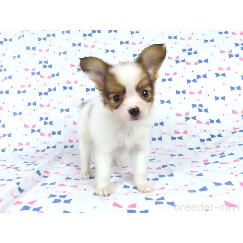 販売中の千葉県のパピヨン-444643の15枚目