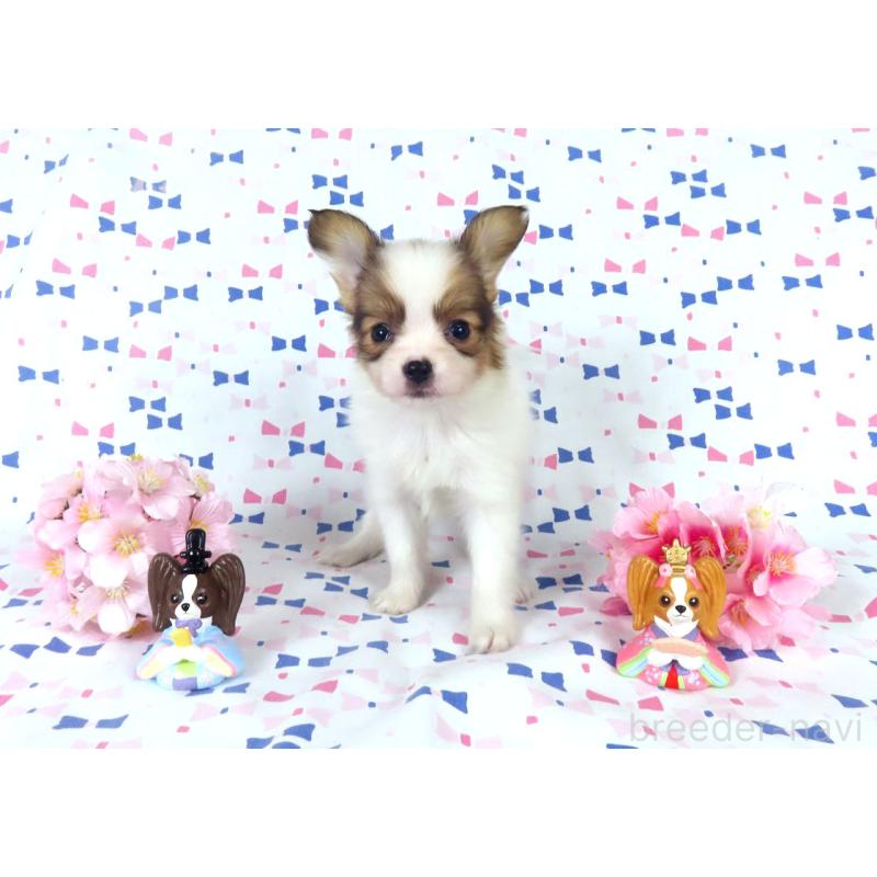 販売中の千葉県のパピヨン-444643の13枚目