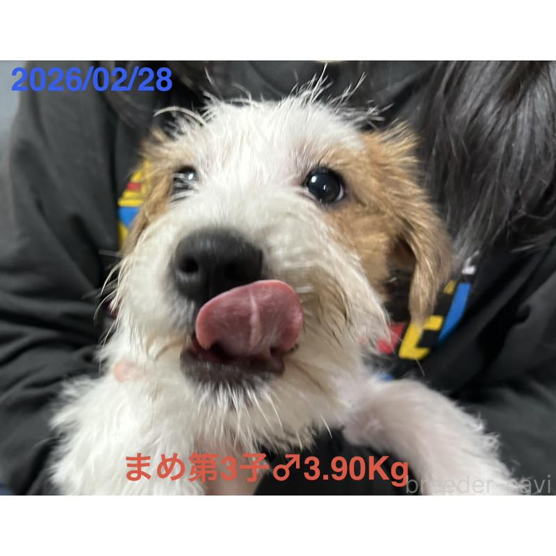 販売中の岡山県のジャックラッセルテリア-432750の10枚目