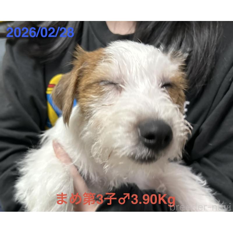 販売中の岡山県のジャックラッセルテリア-432750の9枚目