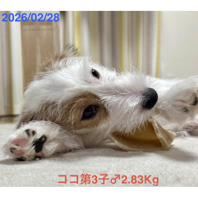 販売中の岡山県のジャックラッセルテリア-432750の8枚目