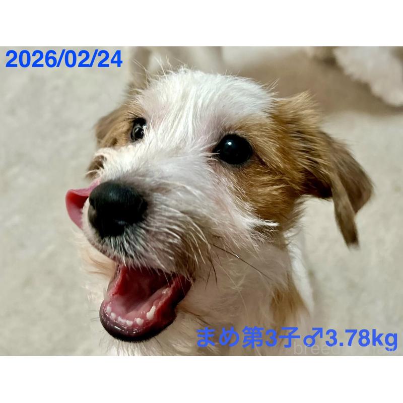 販売中の岡山県のジャックラッセルテリア-432750の7枚目